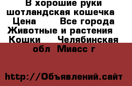 В хорошие руки шотландская кошечка › Цена ­ 7 - Все города Животные и растения » Кошки   . Челябинская обл.,Миасс г.